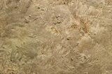 Cruziana (Fossil Trilobite Trackway) - Morocco #375339-2